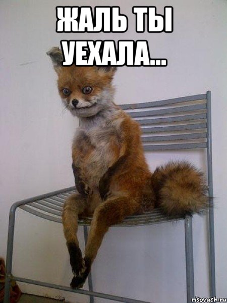 Жаль ты уехала... , Мем Упоротая лиса