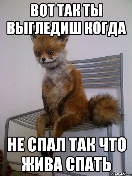 Вот так ты выгледиш когда Не спал так что жива спать, Мем Упоротая лиса