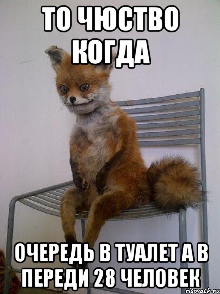 то чюство когда очередь в туалет а в переди 28 человек, Мем Упоротая лиса