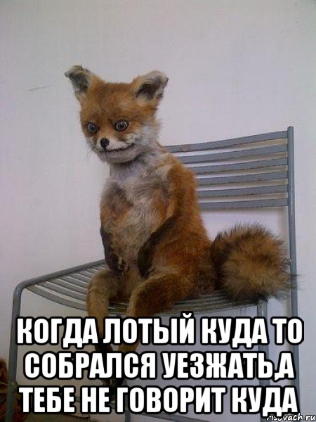  КОГДА ЛОТЫЙ КУДА ТО СОБРАЛСЯ УЕЗЖАТЬ,А ТЕБЕ НЕ ГОВОРИТ КУДА, Мем Упоротая лиса