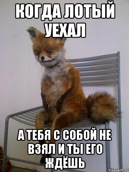КОГДА ЛОТЫЙ УЕХАЛ А ТЕБЯ С СОБОЙ НЕ ВЗЯЛ И ТЫ ЕГО ЖДЁШЬ, Мем Упоротая лиса