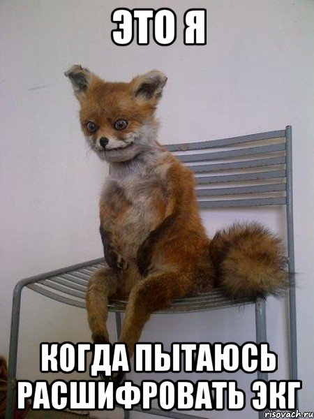 Это я когда пытаюсь расшифровать ЭКГ, Мем Упоротая лиса