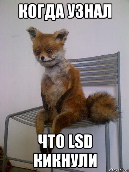 Когда узнал Что LSD кикнули, Мем Упоротая лиса
