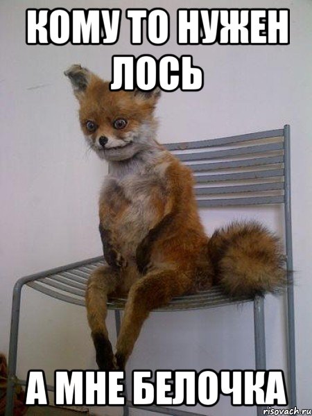 КОМУ ТО НУЖЕН ЛОСЬ А МНЕ БЕЛОЧКА, Мем Упоротая лиса