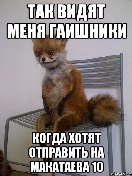 Так видят меня гаишники Когда хотят отправить на макатаева 10, Мем Упоротая лиса