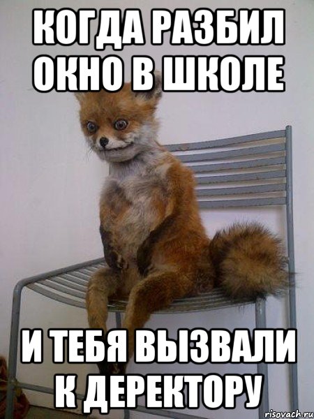 когда разбил окно в школе и тебя вызвали к деректору, Мем Упоротая лиса