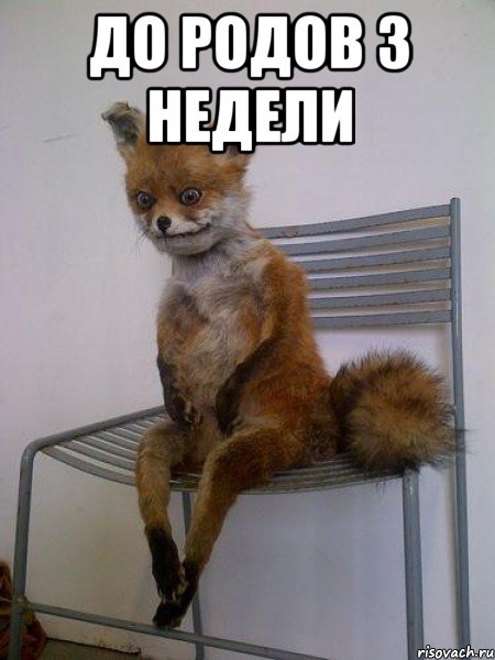До родов 3 недели , Мем Упоротая лиса