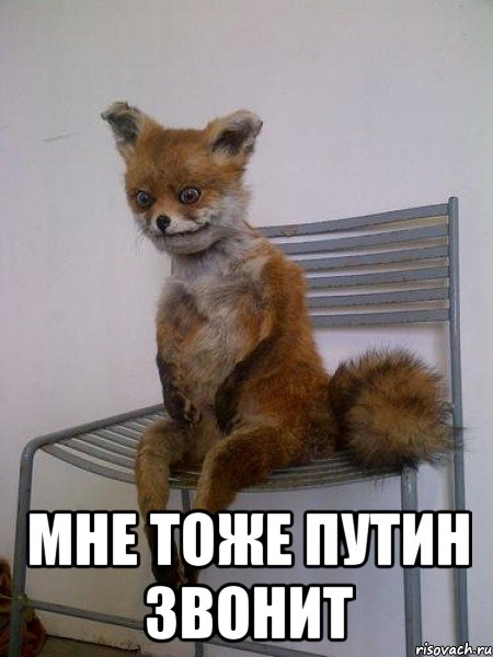  мне тоже Путин звонит, Мем Упоротая лиса