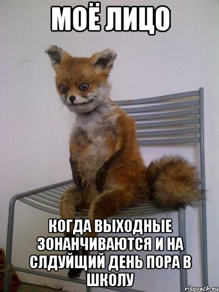 МОЁ ЛИЦО КОГДА ВЫХОДНЫЕ ЗОНАНЧИВАЮТСЯ И НА СЛДУЙЩИЙ ДЕНЬ ПОРА В ШКОЛУ, Мем Упоротая лиса