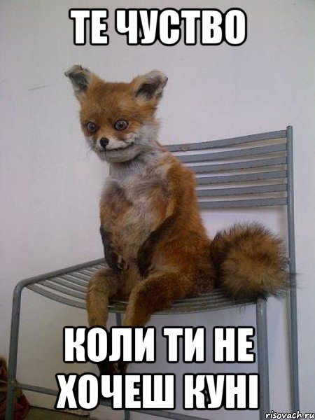 те чуство коли ти не хочеш куні, Мем Упоротая лиса