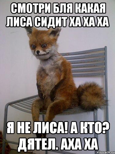смотри бля какая лиса сидит ха ха ха я не лиса! а кто? дятел. аха ха, Мем Упоротая лиса