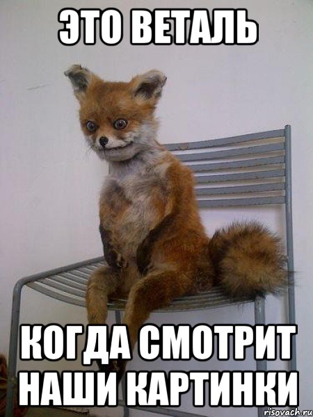 это веталь когда смотрит наши картинки, Мем Упоротая лиса