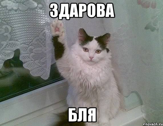 Здарова Бля, Мем Здарова