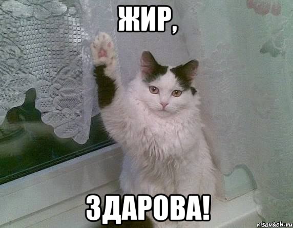 Жир, Здарова!, Мем Здарова