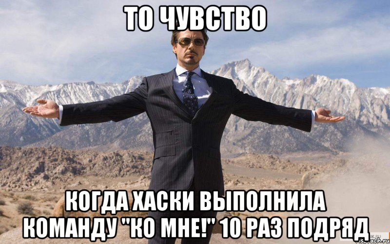 ТО ЧУВСТВО КОГДА ХАСКИ ВЫПОЛНИЛА КОМАНДУ "КО МНЕ!" 10 РАЗ ПОДРЯД, Мем железный человек