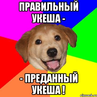 правильный укеша - - преданный укеша !, Мем Advice Dog