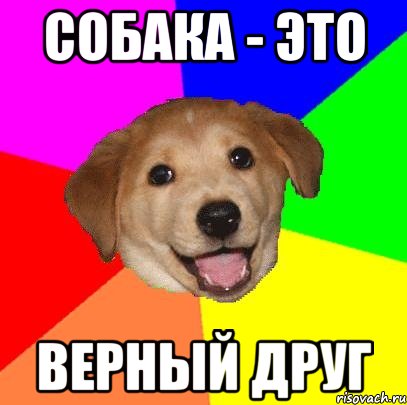 Собака - это верный друг, Мем Advice Dog