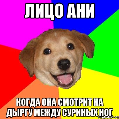 лицо ани когда она смотрит на дыргу между суриных ног, Мем Advice Dog