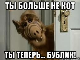Ты больше не кот ты теперь... бублик!