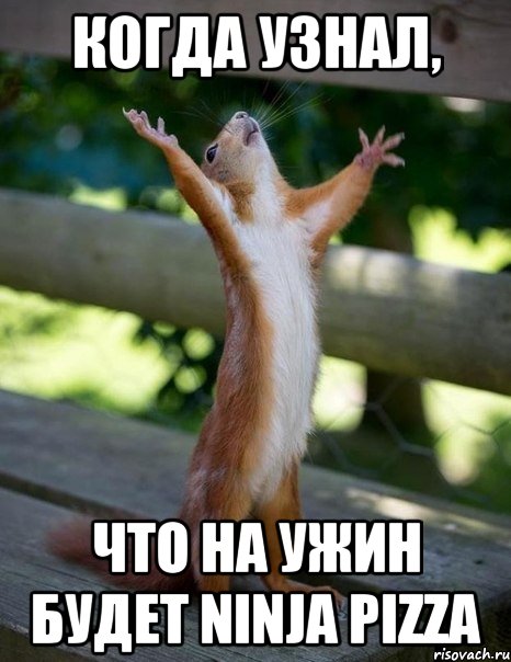 Когда узнал, что на ужин будет Ninja pizza, Мем    белка молится