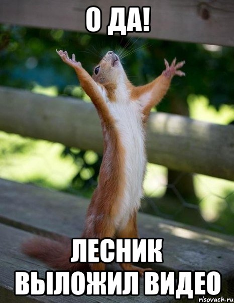 О да! Лесник выложил видео, Мем    белка молится