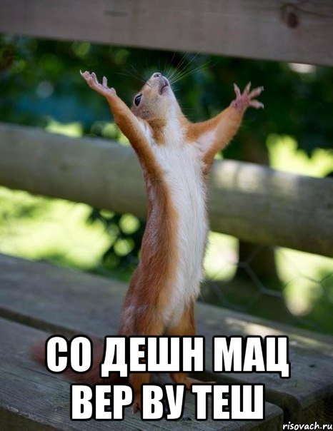  Со дешн мац вер ву теш, Мем    белка молится