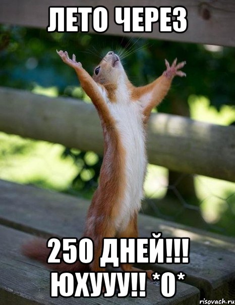 лето через 250 дней!!! юхууу!! *0*, Мем    белка молится