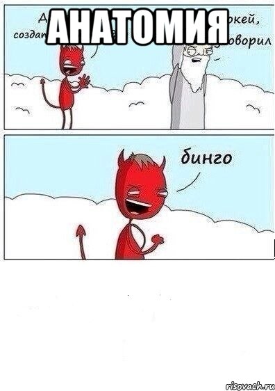 Анатомия 