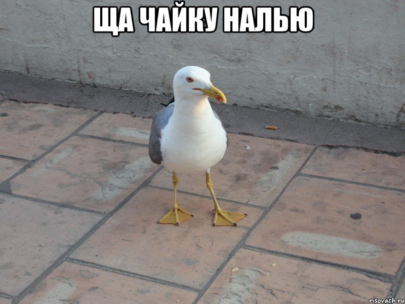 Ща чайку налью 