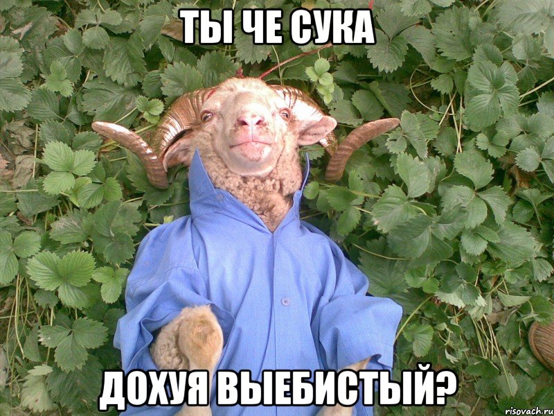 ты че сука дохуя выебистый?