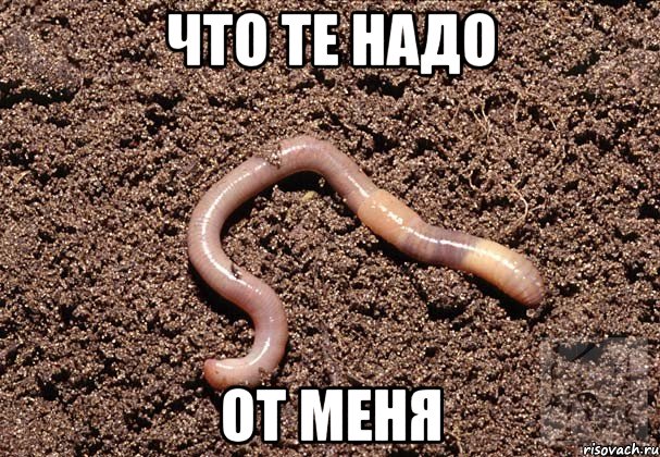 Что те надо От меня