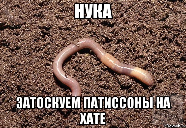 Нука Затоскуем патиссоны на хате