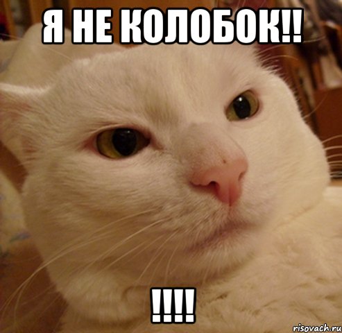 я не колобок!! !!!!, Мем Дерзкий котэ