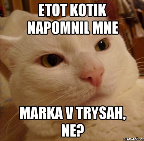 etot kotik napomnil mne marka v trysah, ne?, Мем Дерзкий котэ