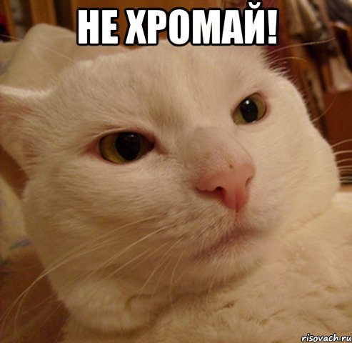 не хромай! , Мем Дерзкий котэ