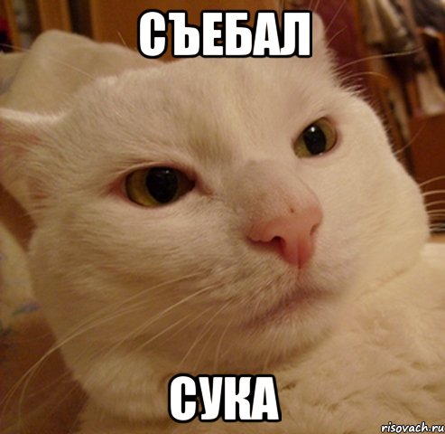 Съебал Сука, Мем Дерзкий котэ