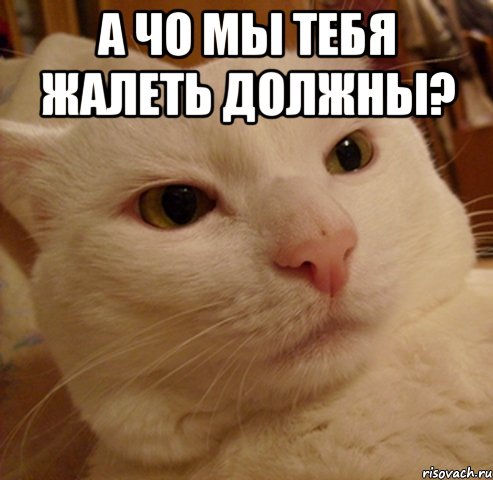 А чо мы тебя жалеть должны? , Мем Дерзкий котэ