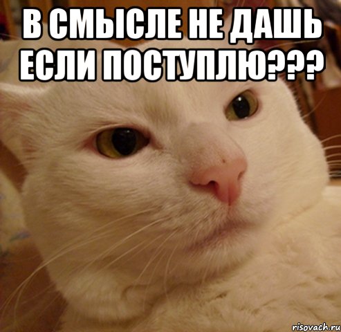 в смысле не дашь если поступлю??? , Мем Дерзкий котэ