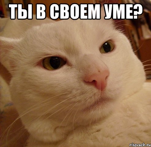 ты в своем уме? , Мем Дерзкий котэ