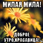 Милая Мила! Доброе утро,красавица!