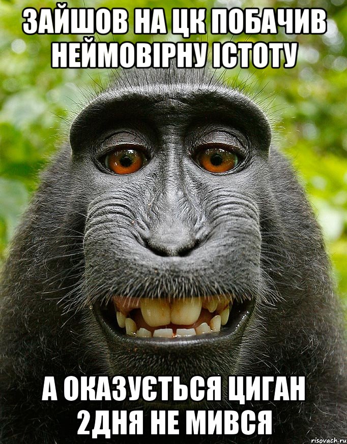 Зайшов на Цк побачив неймовірну істоту А оказується Циган 2дня не мився, Мем  Довольная обезьяна