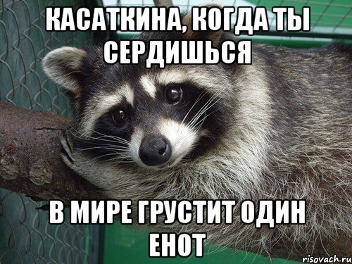 Касаткина, когда ты сердишься В мире грустит один енот
