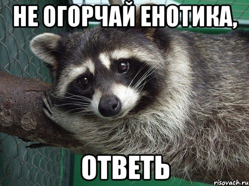 Не огорчай енотика, Ответь