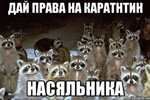 Дай права на каратнтин Насяльника, Мем Еноты они повсюду