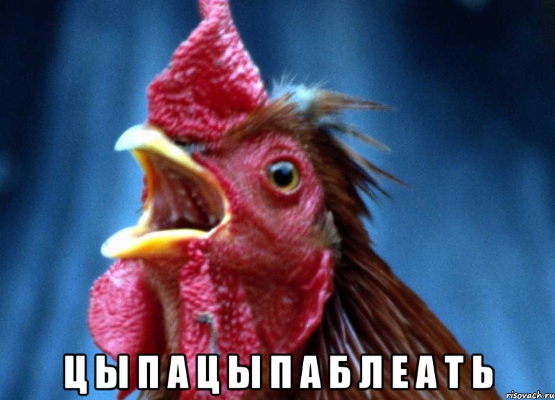  Ц Ы П А Ц Ы П А Б Л Е А Т Ь, Мем Петух