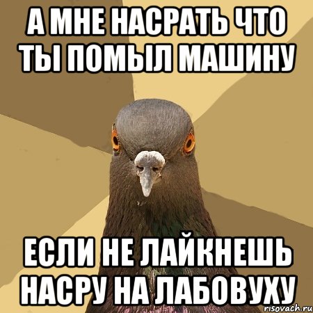 а мне насрать что ты помыл машину если не лайкнешь насру на лабовуху, Мем голубь