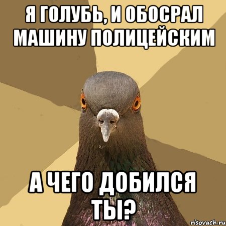 Я голубь, и обосрал машину полицейским а чего добился ты?, Мем голубь