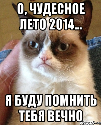 О, чудесное лето 2014... я буду помнить тебя вечно, Мем Grumpy Cat small