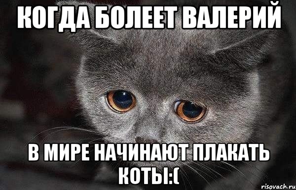 Когда болеет Валерий в мире начинают плакать коты:(, Мем  Грустный кот