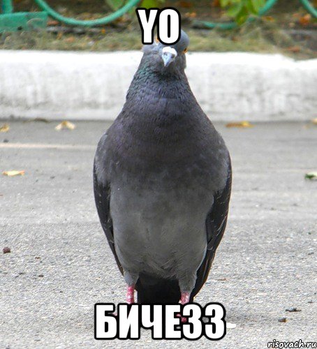 YO бичезз